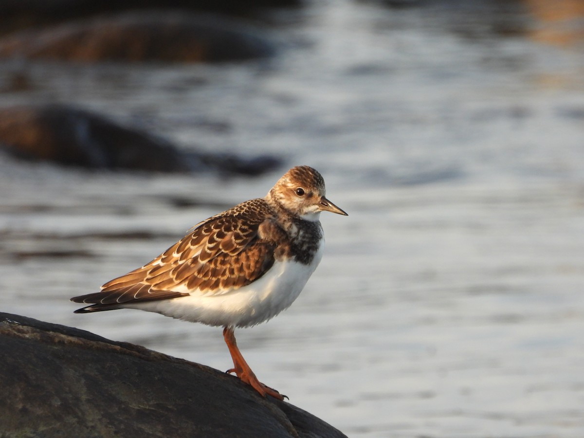 Ruddy Turnstone - ML476325741