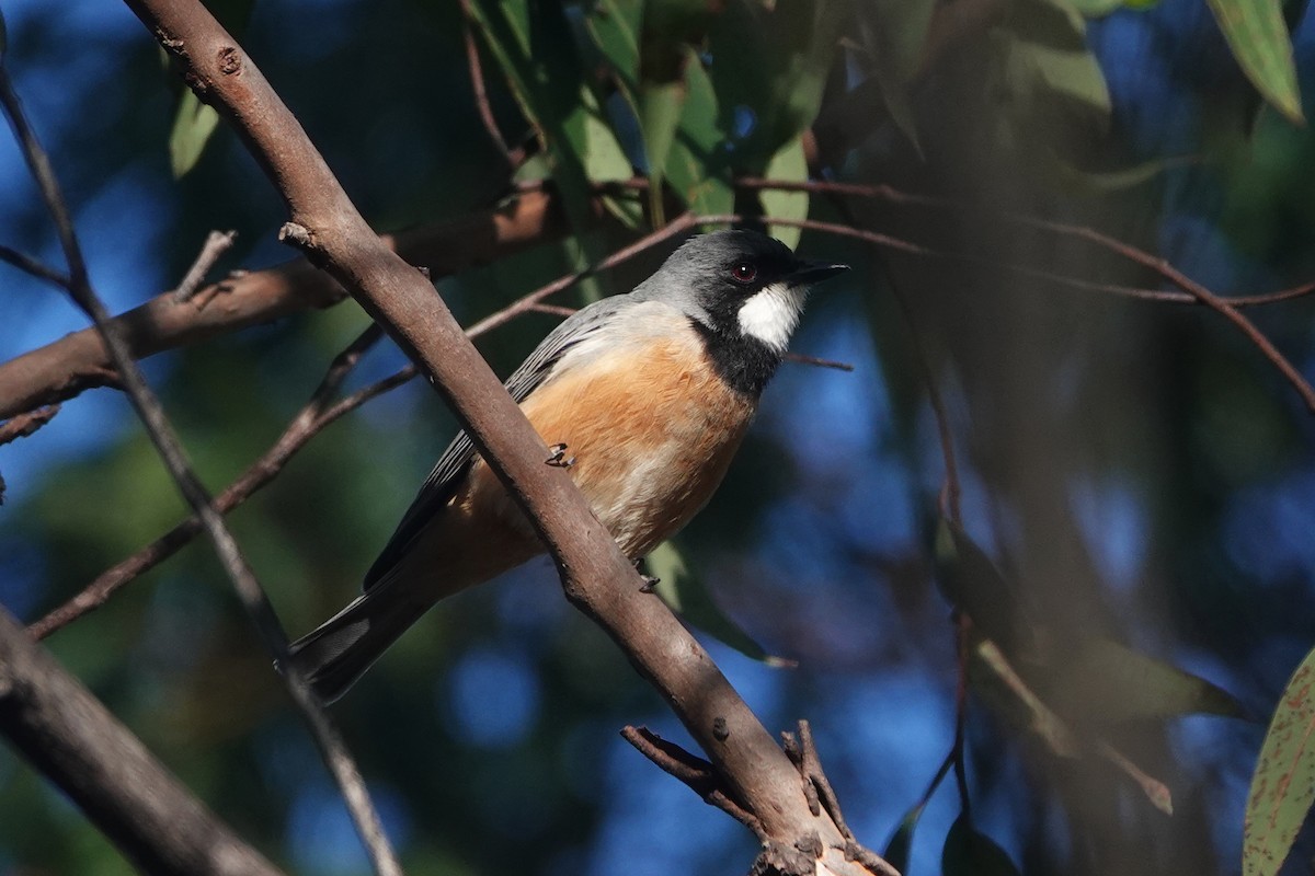 Rufous Whistler - ML476326291