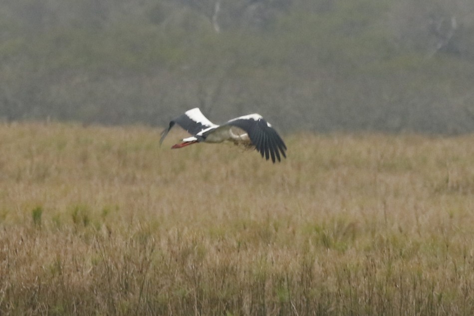 Maguari Stork - ML476327051