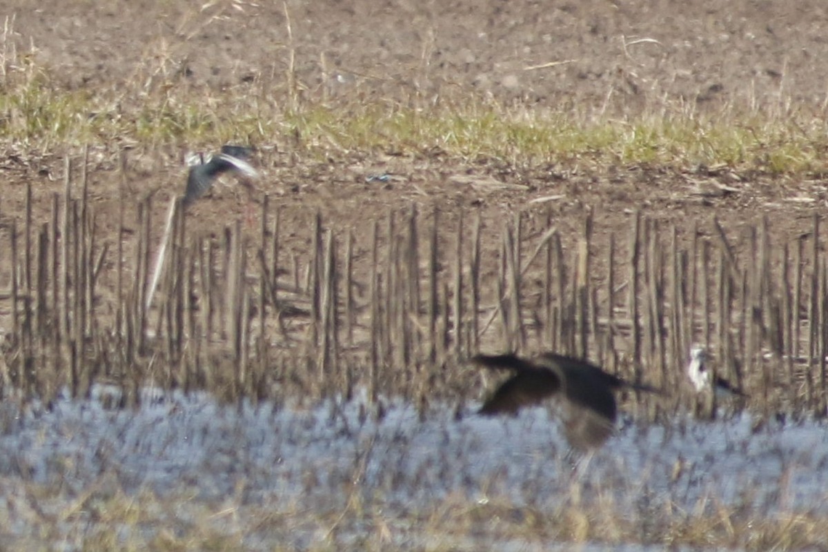 Échasse d'Amérique - ML476328011