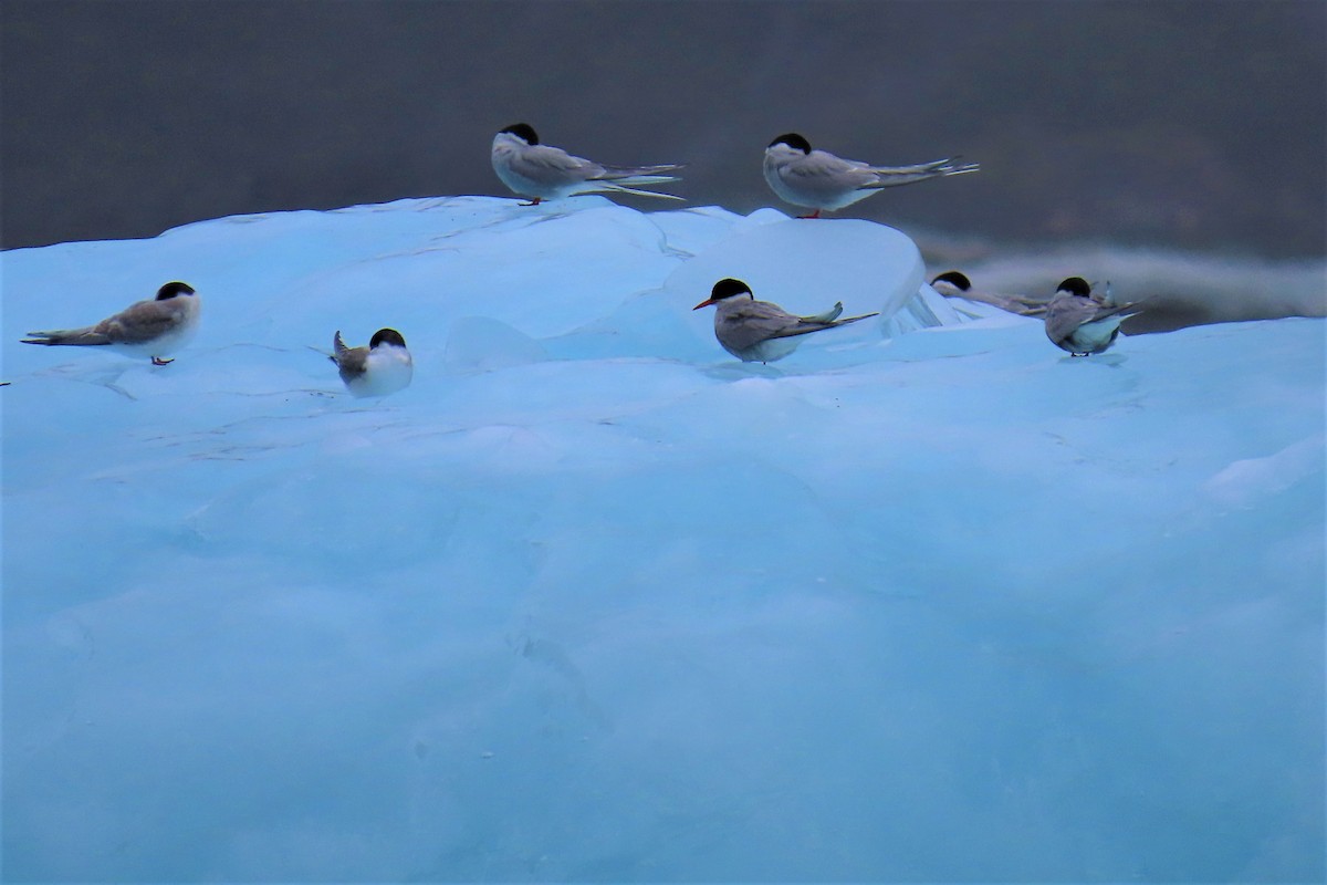 Arctic Tern - ML476328151