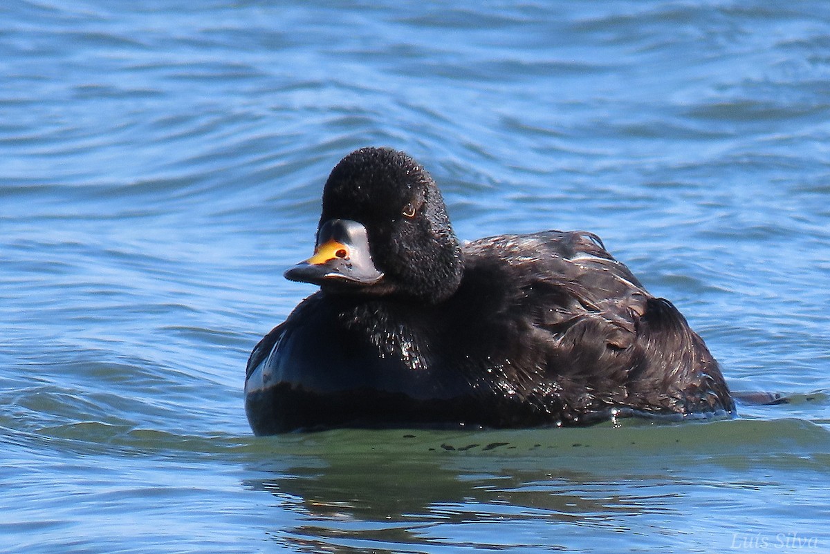 Common Scoter - Luís Manuel Silva