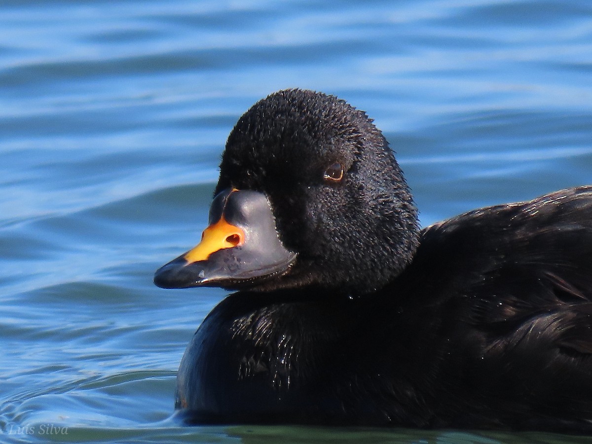 Common Scoter - Luís Manuel Silva