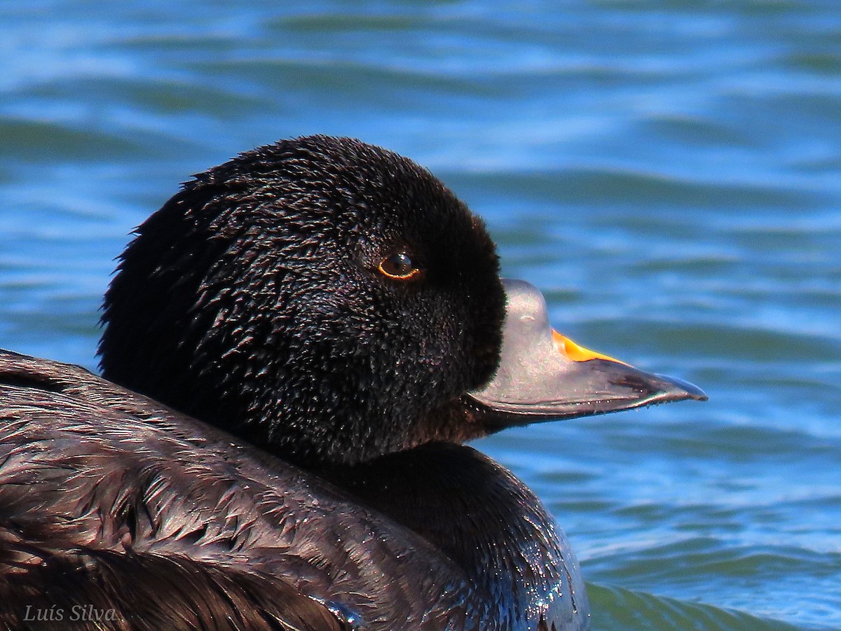 Common Scoter - Luís Manuel Silva