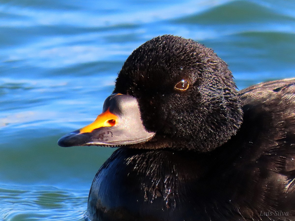 Common Scoter - ML476328701