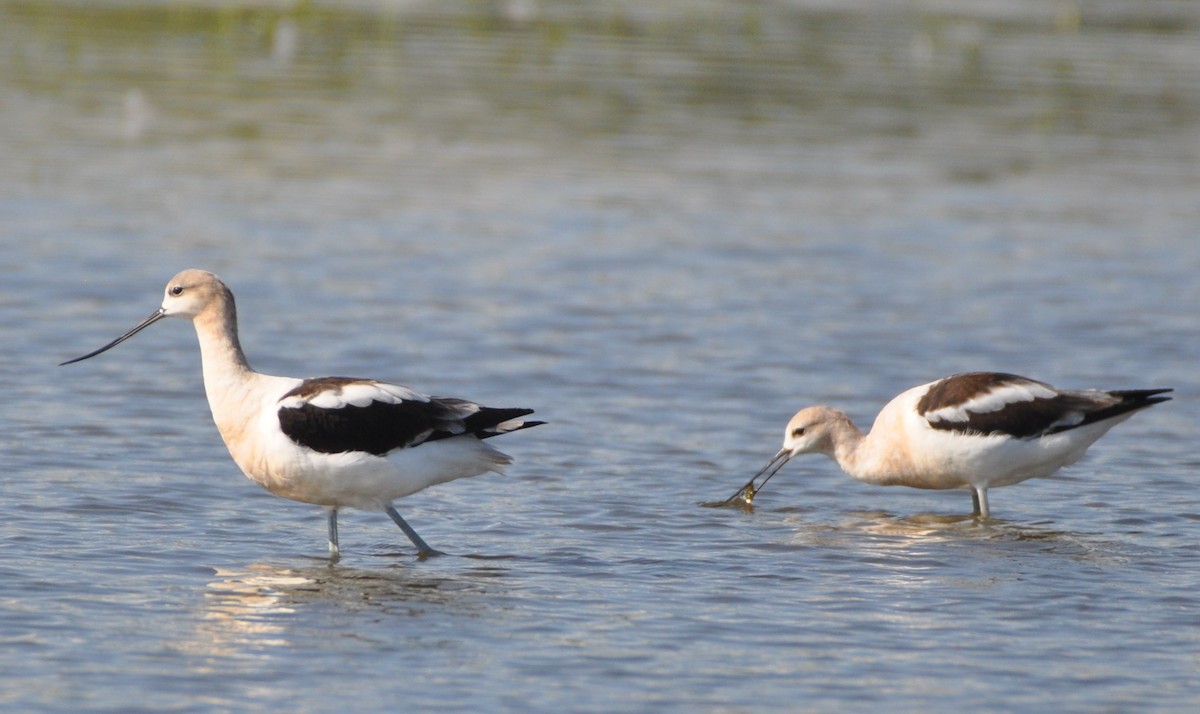 Avocette d'Amérique - ML476330911