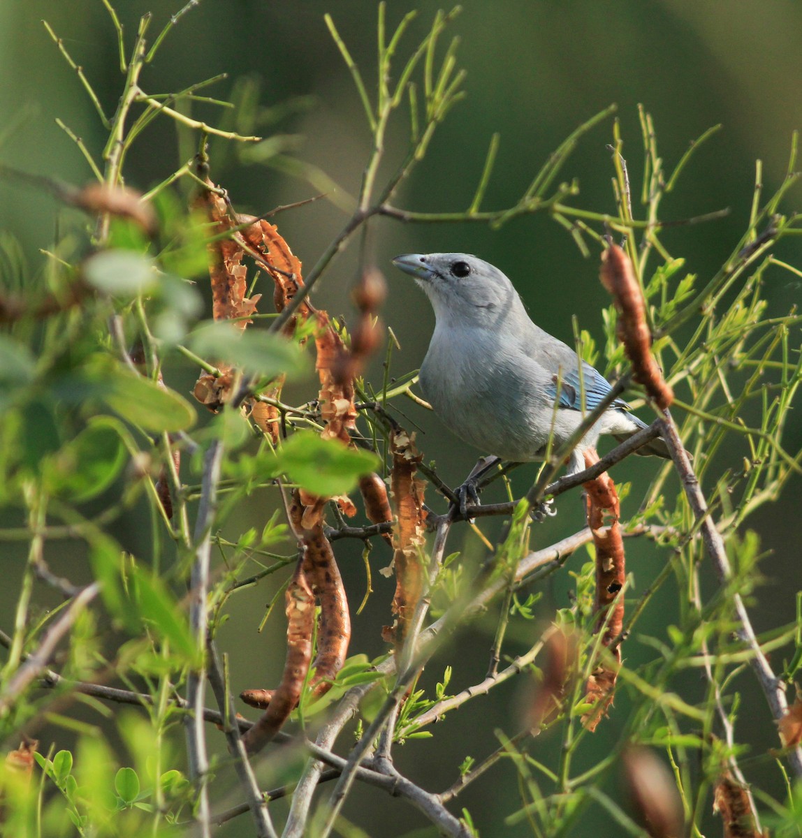 Sayaca Tanager - jesus  enrique