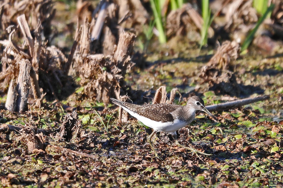 Solitary Sandpiper - Kevin Noble