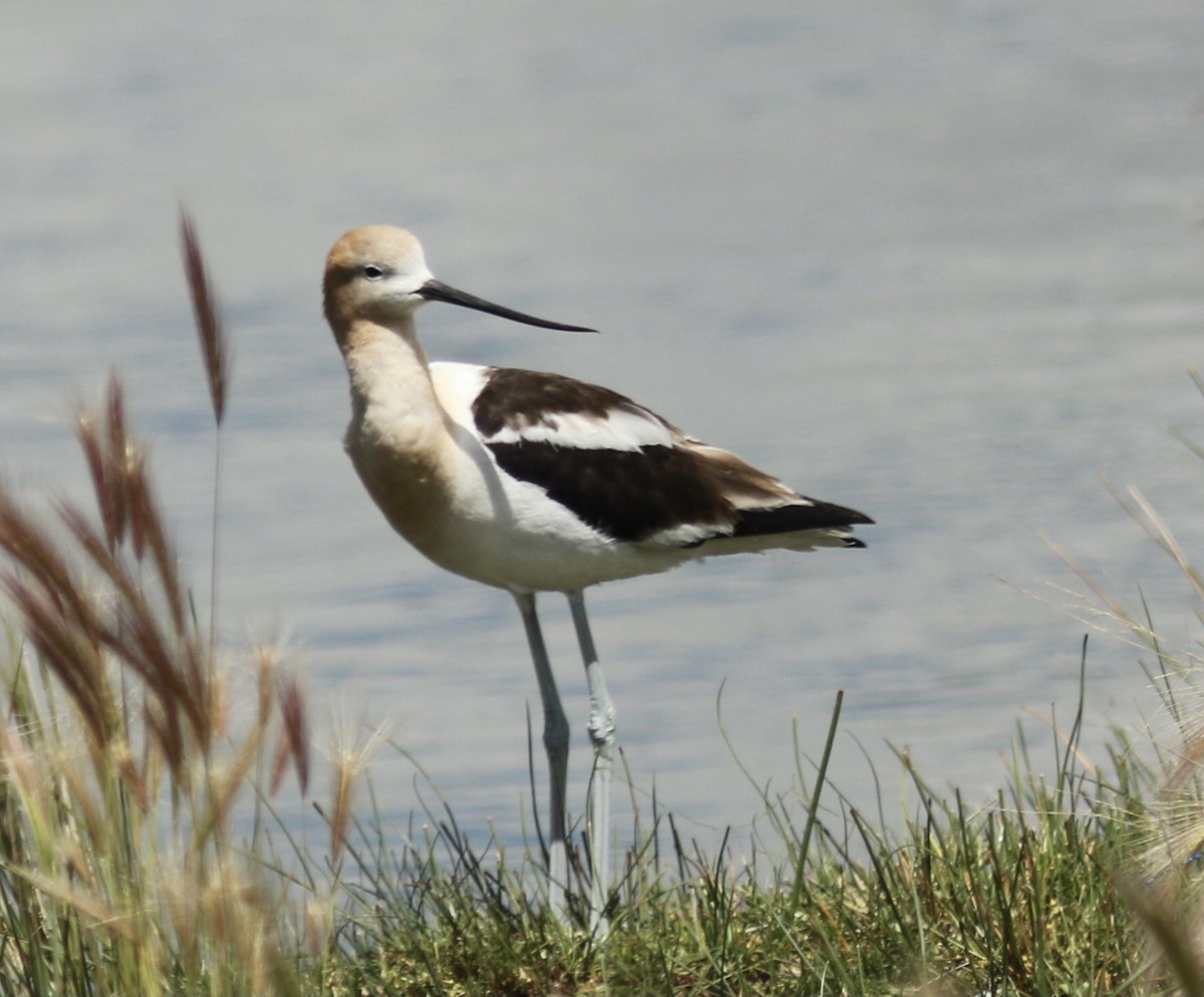 American Avocet - ML476332621