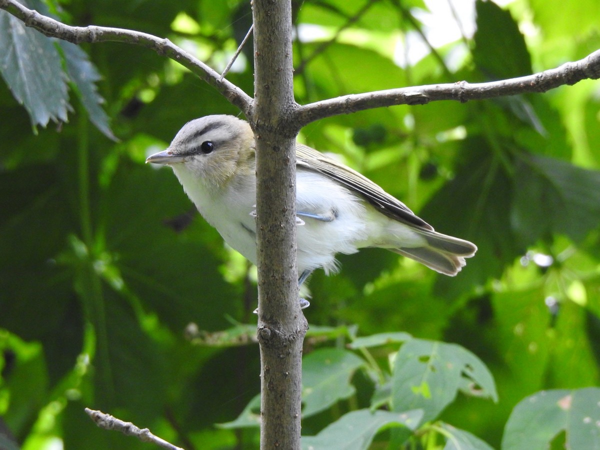 Red-eyed Vireo - Bill Hooker