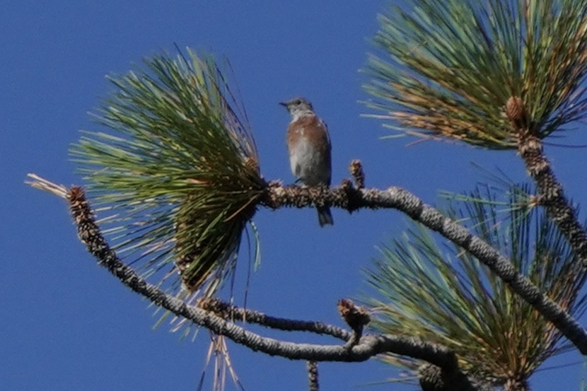 Western Bluebird - ML476337501