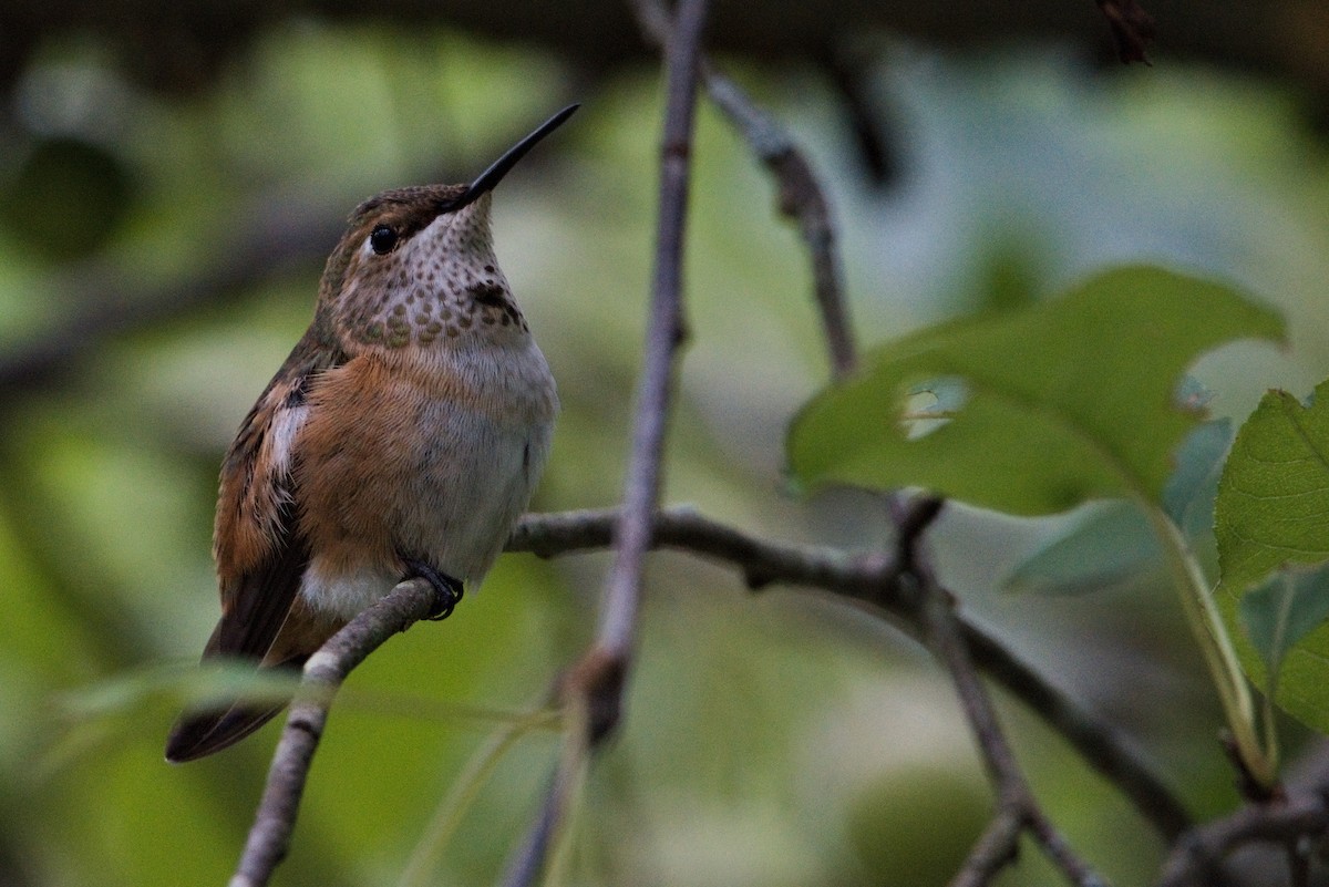 Selasphorus sp. - ML476337991