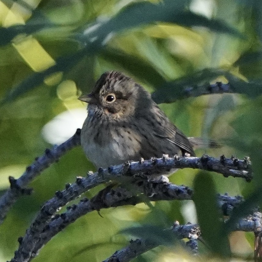 Lincoln's Sparrow - ML476338151