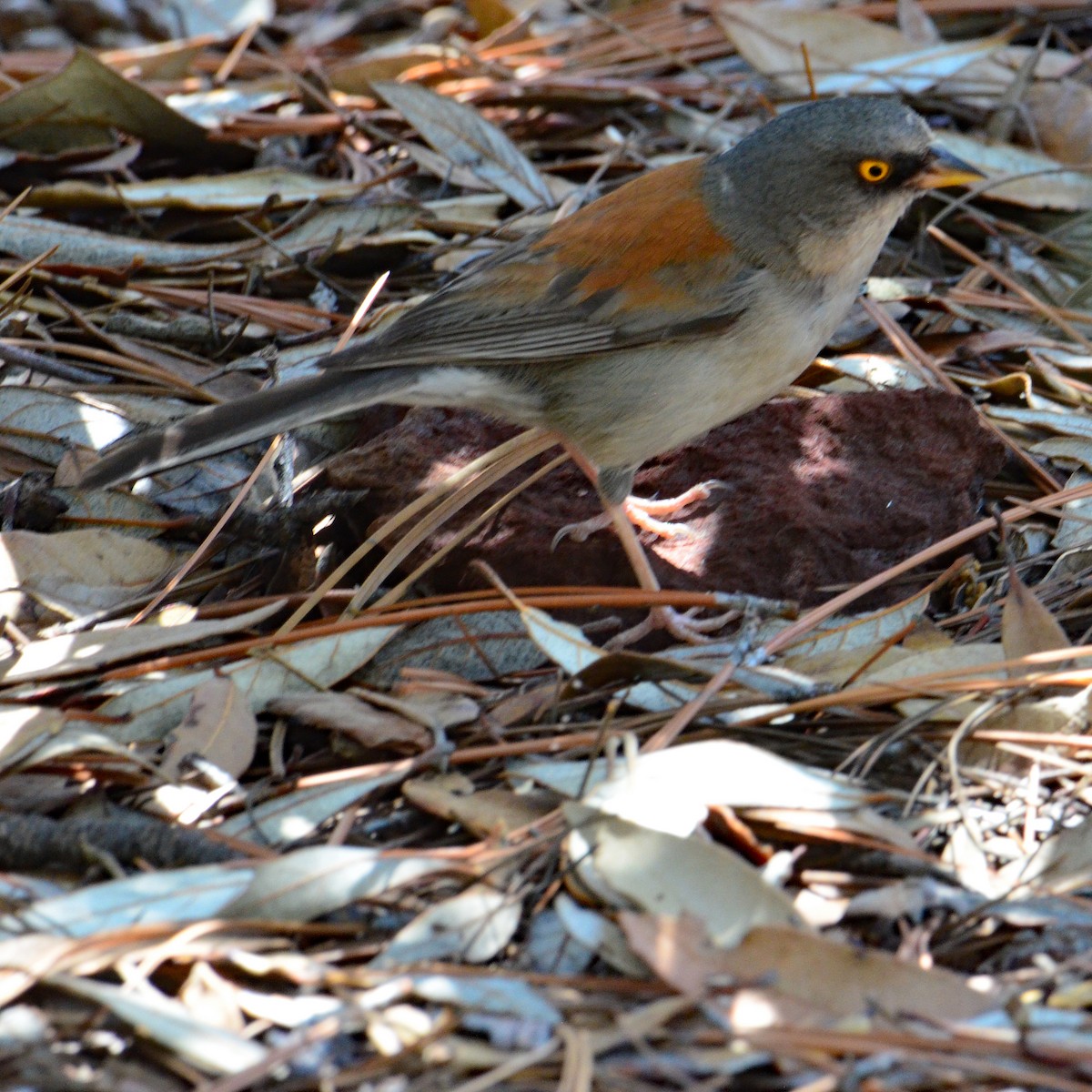 Yellow-eyed Junco - ML476338331