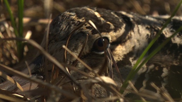 American Woodcock - ML476339
