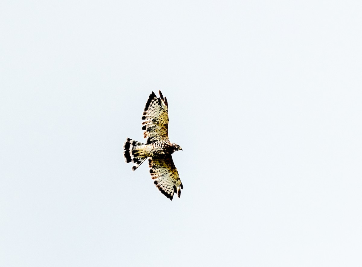 Broad-winged Hawk - Claude Garand