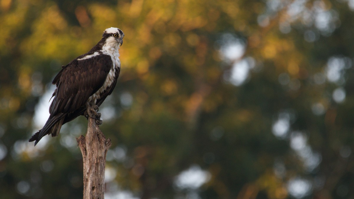 Osprey - ML476339901