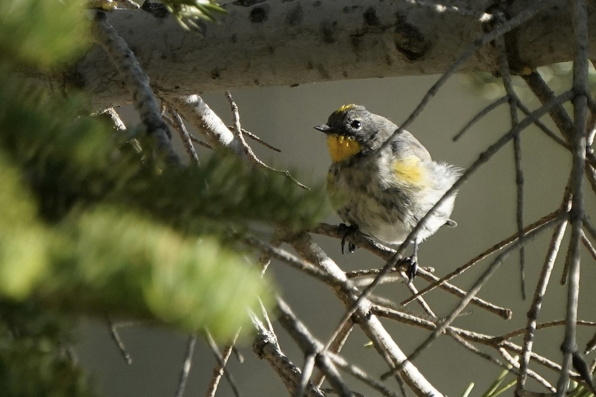 Yellow-rumped Warbler - ML476339991