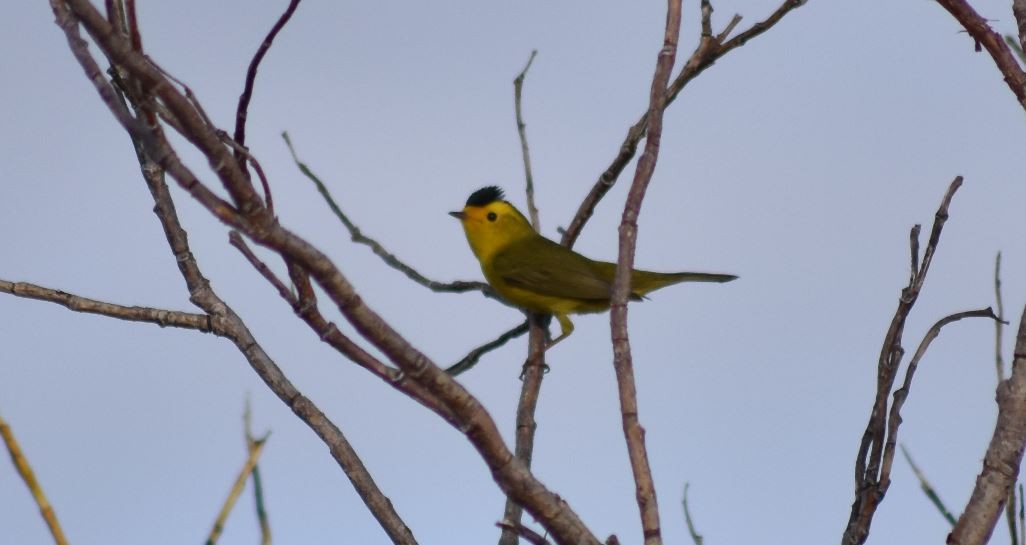 Wilson's Warbler - ML476340131