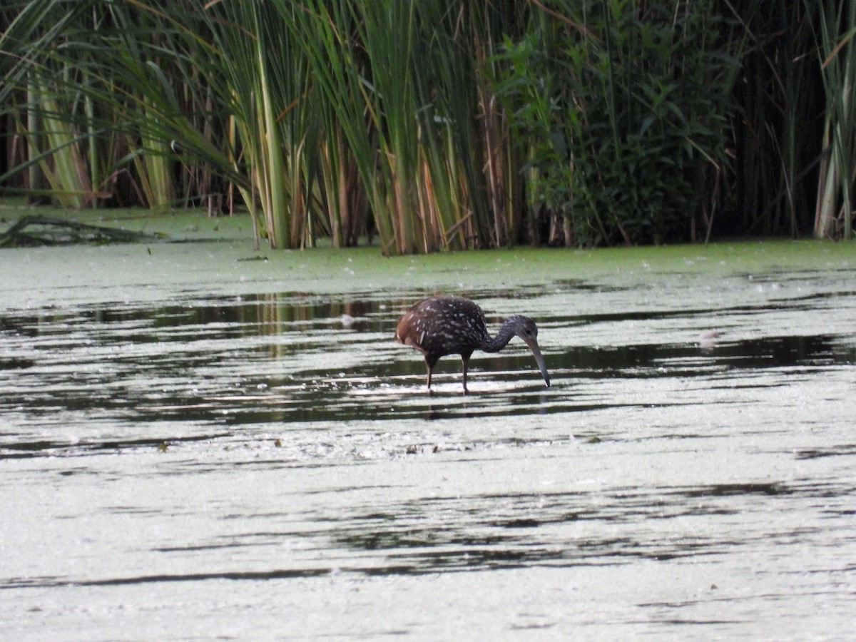 Limpkin - ML476341591