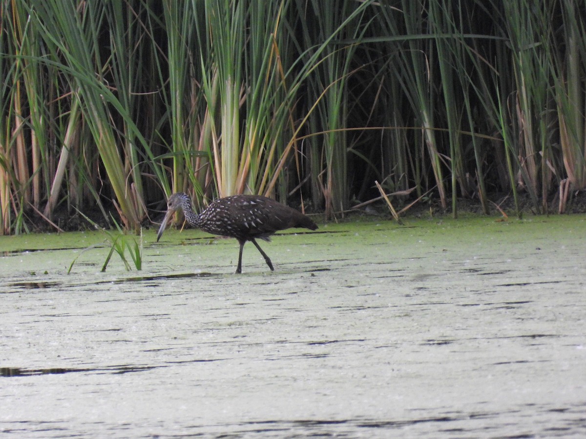 Limpkin - Michael W. Sack