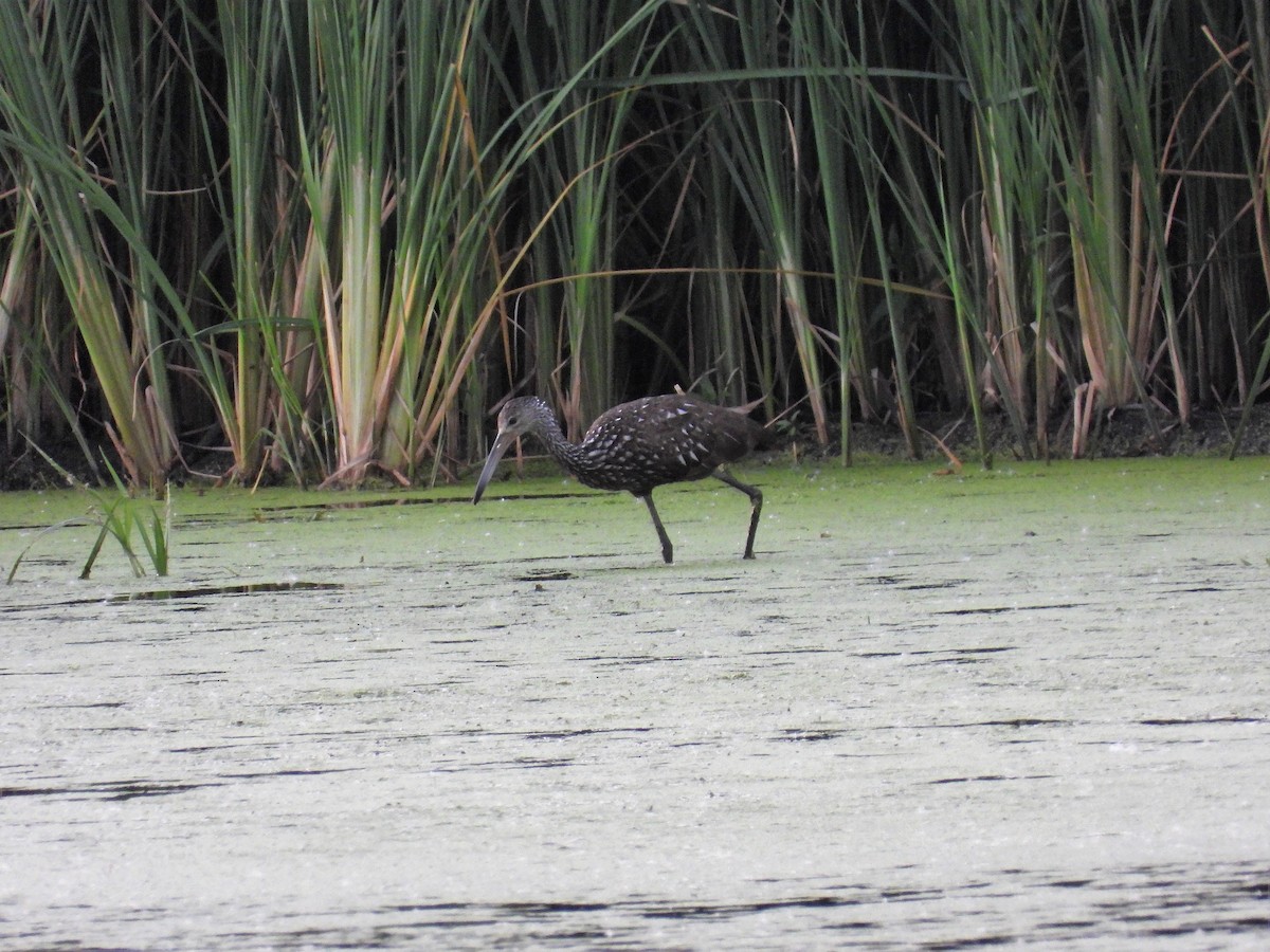 Limpkin - ML476341951