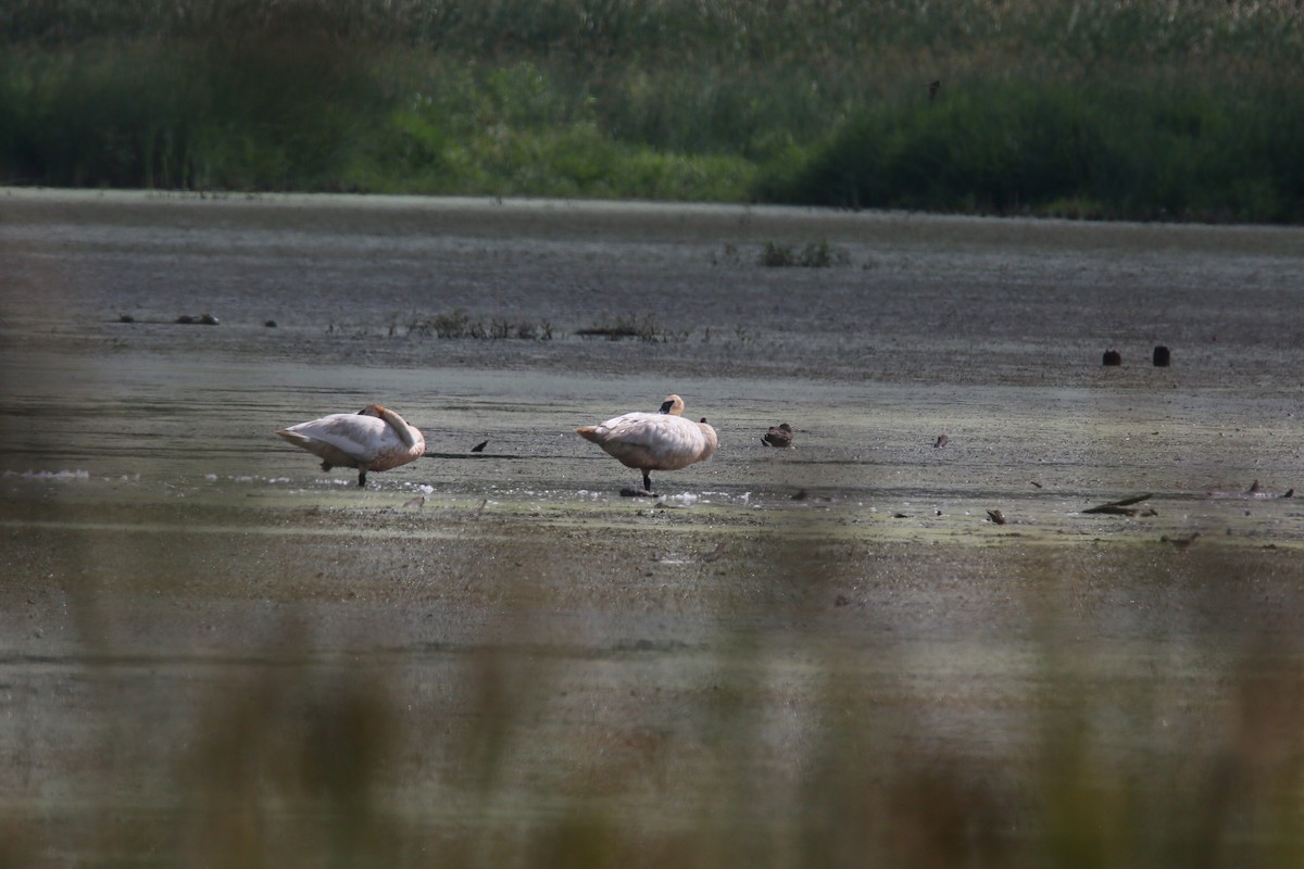 Cisne Trompetero - ML476342601