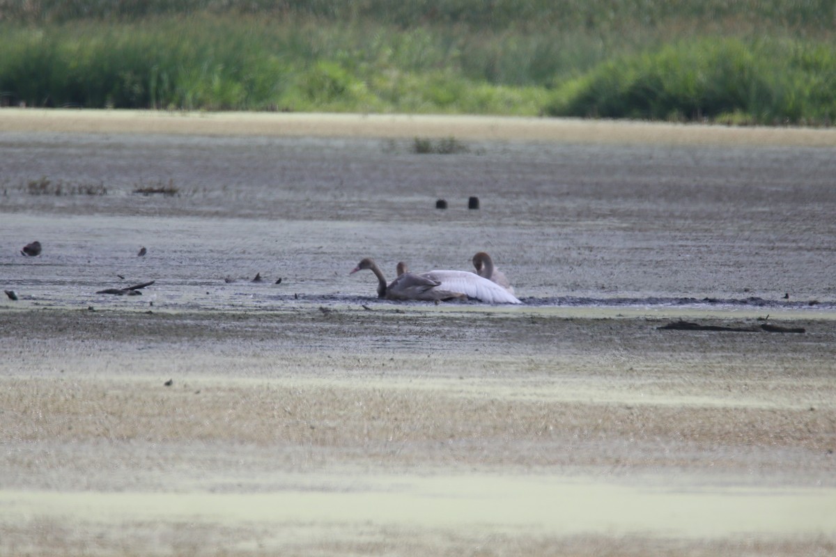 Cisne Trompetero - ML476342671