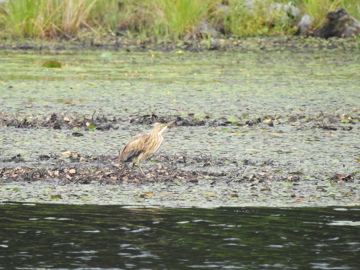 American Bittern - ML476343241