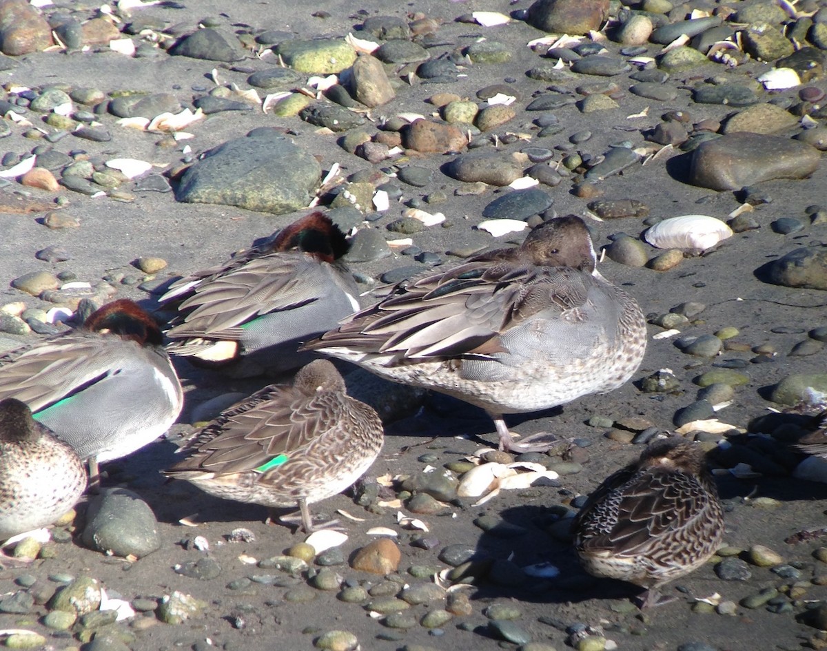 Northern Pintail - ML47634411