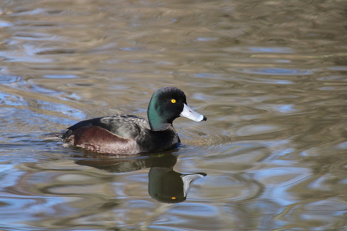 New Zealand Scaup - ML476345021