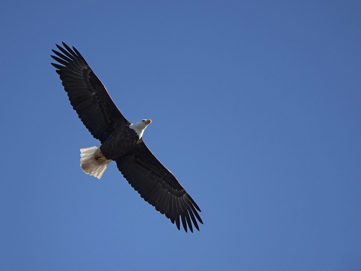 Bald Eagle - ML47634651