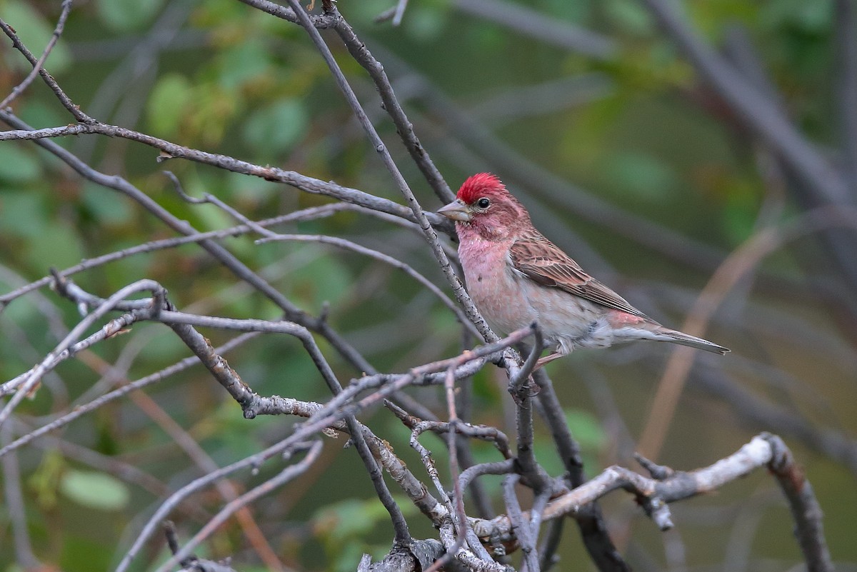Cassin's Finch - André Turcot