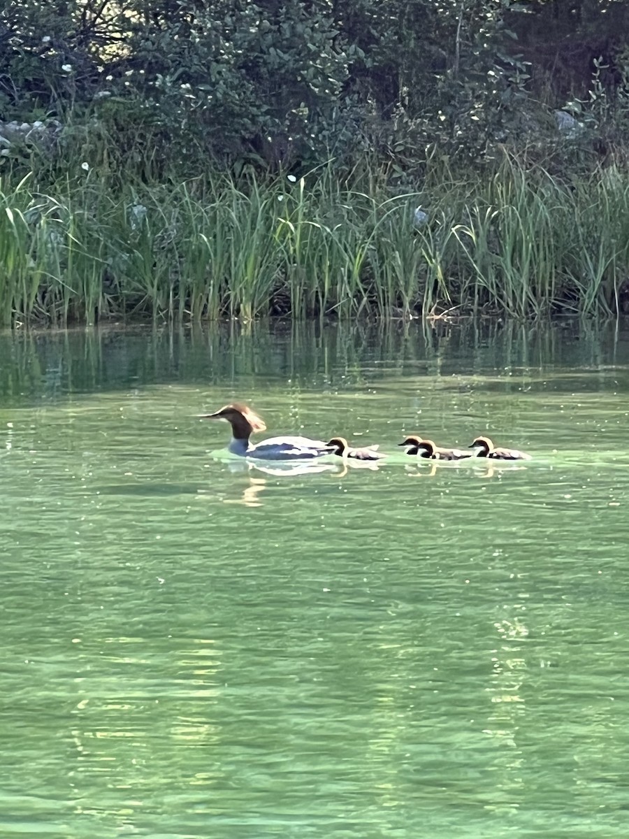 Common Merganser - D & I Fennell