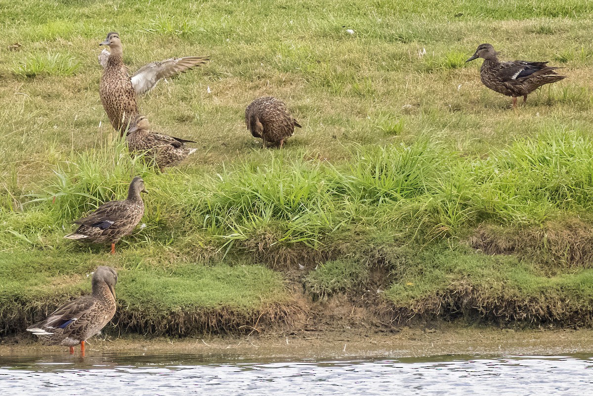 Mallard - ML476348371