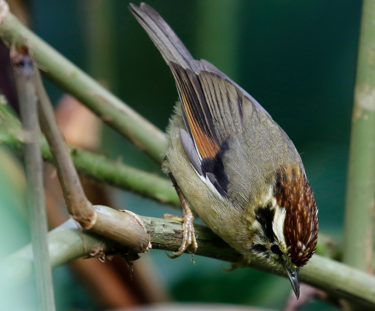 Rufous-winged Fulvetta - ML47634871