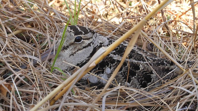 sluka americká - ML476350