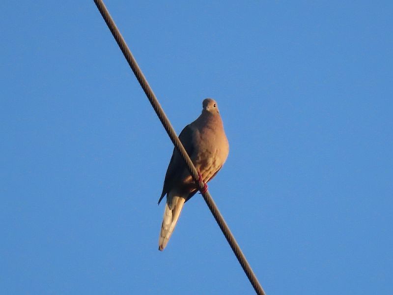 Mourning Dove - Tracy The Birder