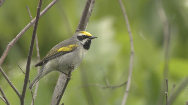 Golden-winged Warbler - ML476353