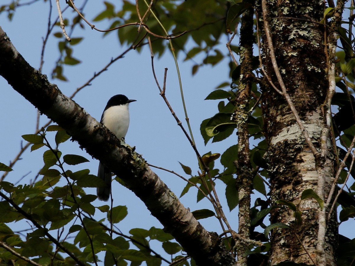 Black-backed Sibia - ML47635351