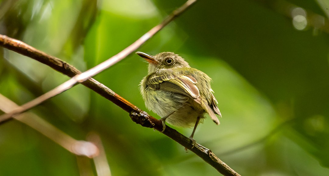 Snethlage's Tody-Tyrant - Nailson Júnior