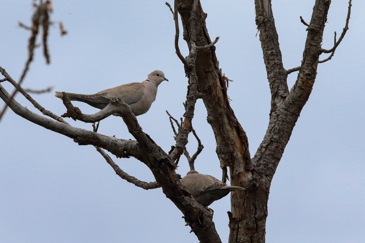 Eurasian Collared-Dove - ML476353741
