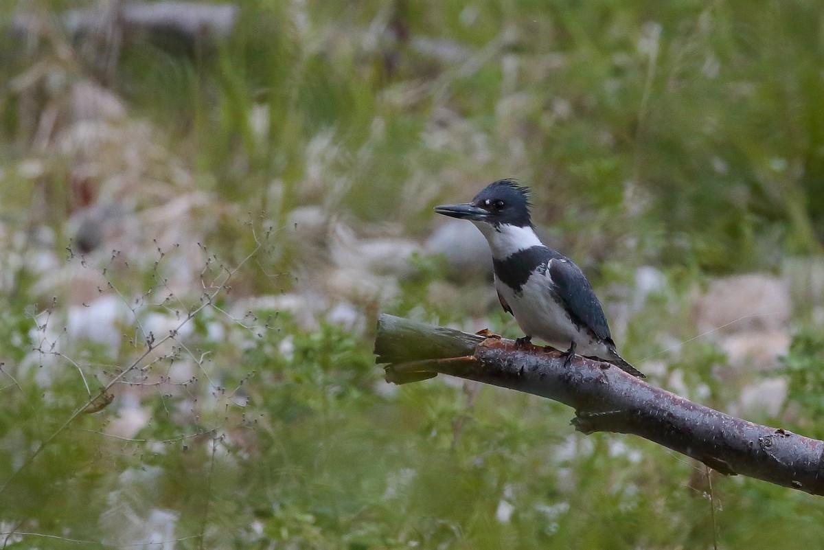 Belted Kingfisher - ML476353821