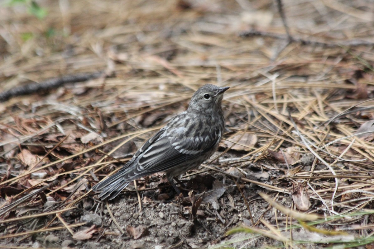 Yellow-rumped Warbler - ML476354101