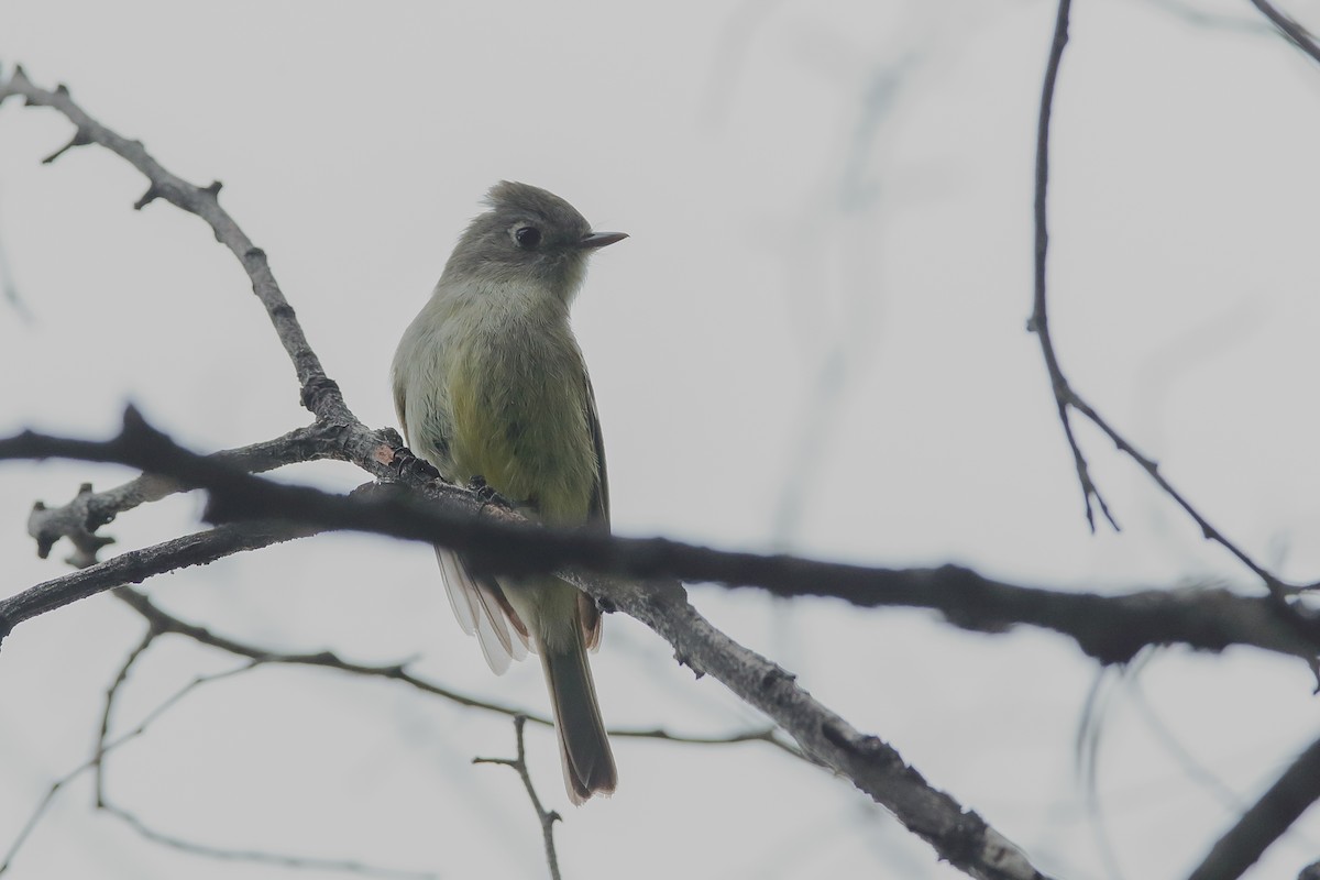 Hammond's Flycatcher - ML476354501