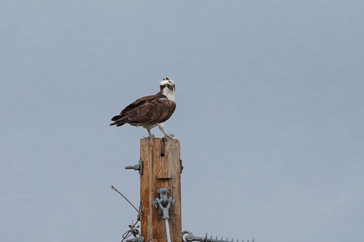 Osprey - ML476354651