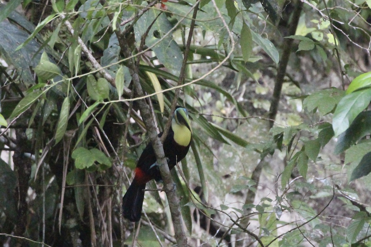 Tucán Vitelino (citreolaemus) - ML476354801