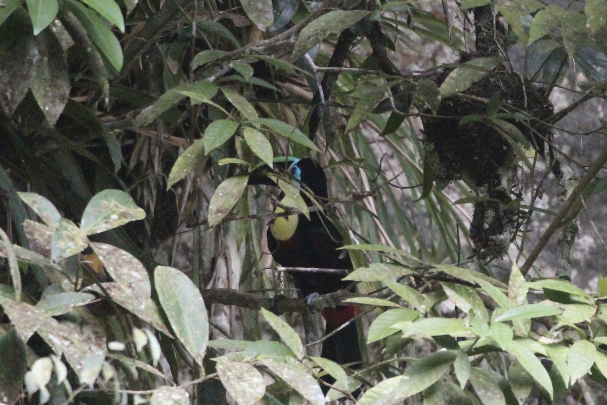 Channel-billed Toucan (Citron-throated) - ML476354811