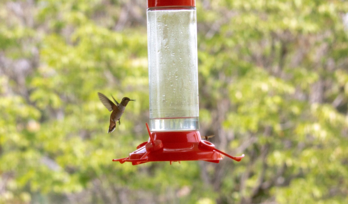 Rufous Hummingbird - ML476354851
