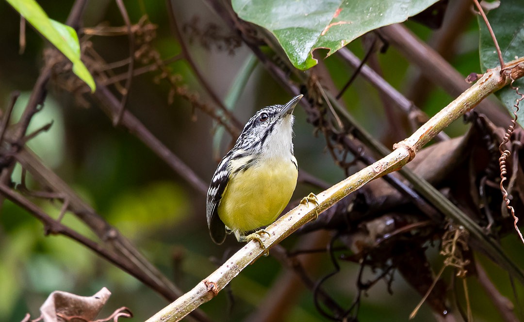 Pygmy Antwren - Nailson Júnior